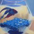 Blue beta